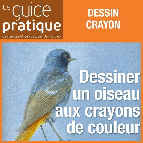 Dessiner Un Oiseau Aux Crayons De Couleur Guide Pratique Numérique